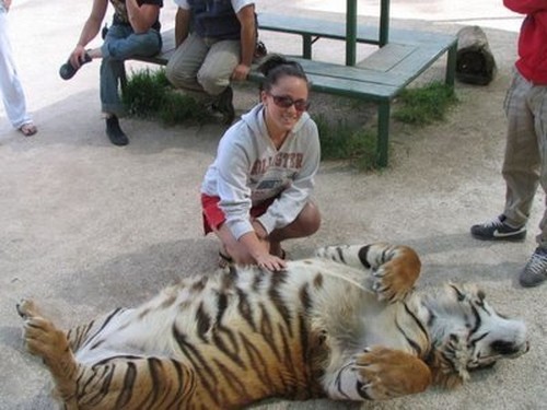 Vemos ubn gran tigre en el suelo disfrta la compañia de la persona  que lo acaricia