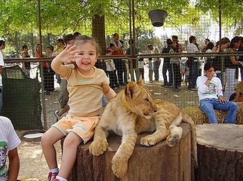 Vemos una niña que como comparte con el tigre y este tranqilamente el observa todo