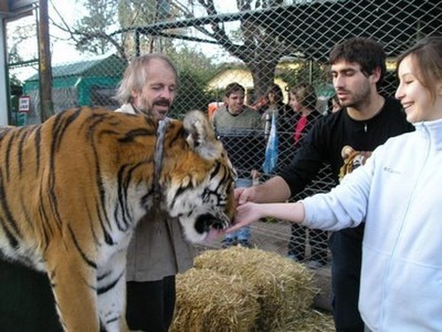 Vemos un tigre muy grande que come tranuilamnte de la mano de las personas que estan en su jaula