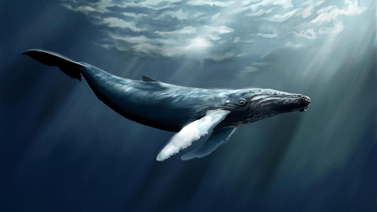 Carta a un joven en el mundo de la ballena azul