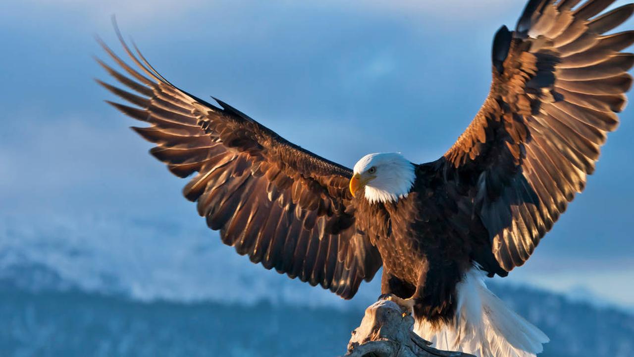 El Aguila, el Cuervo y el Cordero | Reflexiones