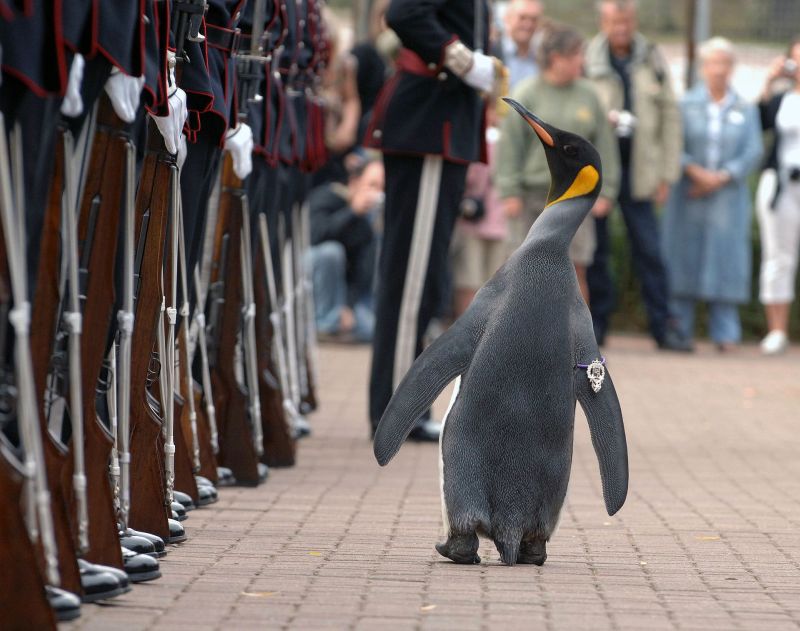 Foto de un Pingüino frente a aparentes policias