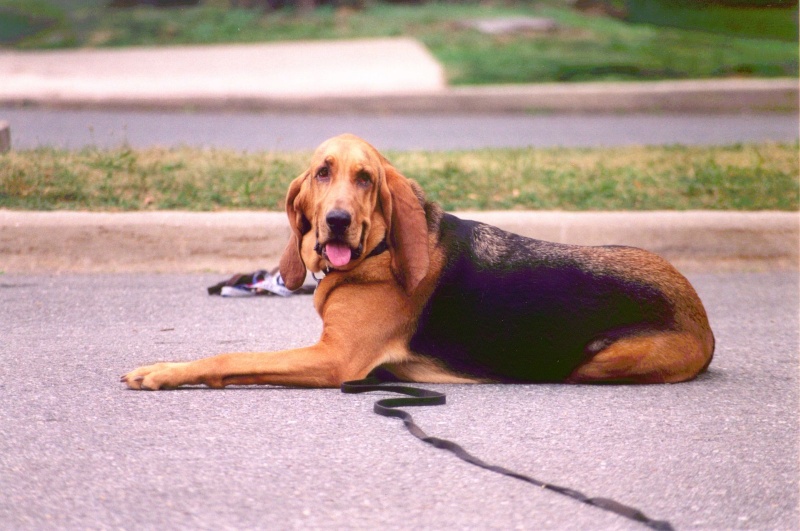 Un perro descansa sobre el pavimento con su correa aún colgada sobre el por que esta muy cansado