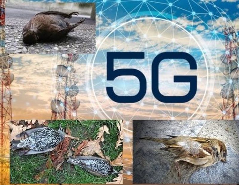 5G con varias aves muertas