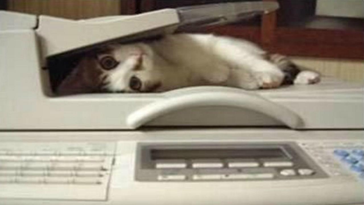 Gato se enfrenta a impresora