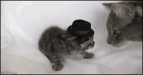 Un gato golpea a su hijo en la cara para quitarle un sombrero que lleva puesto en su cabeza