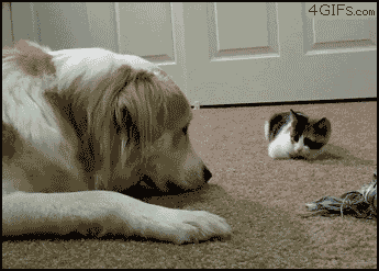 Un gato trata de intimidar a un perro