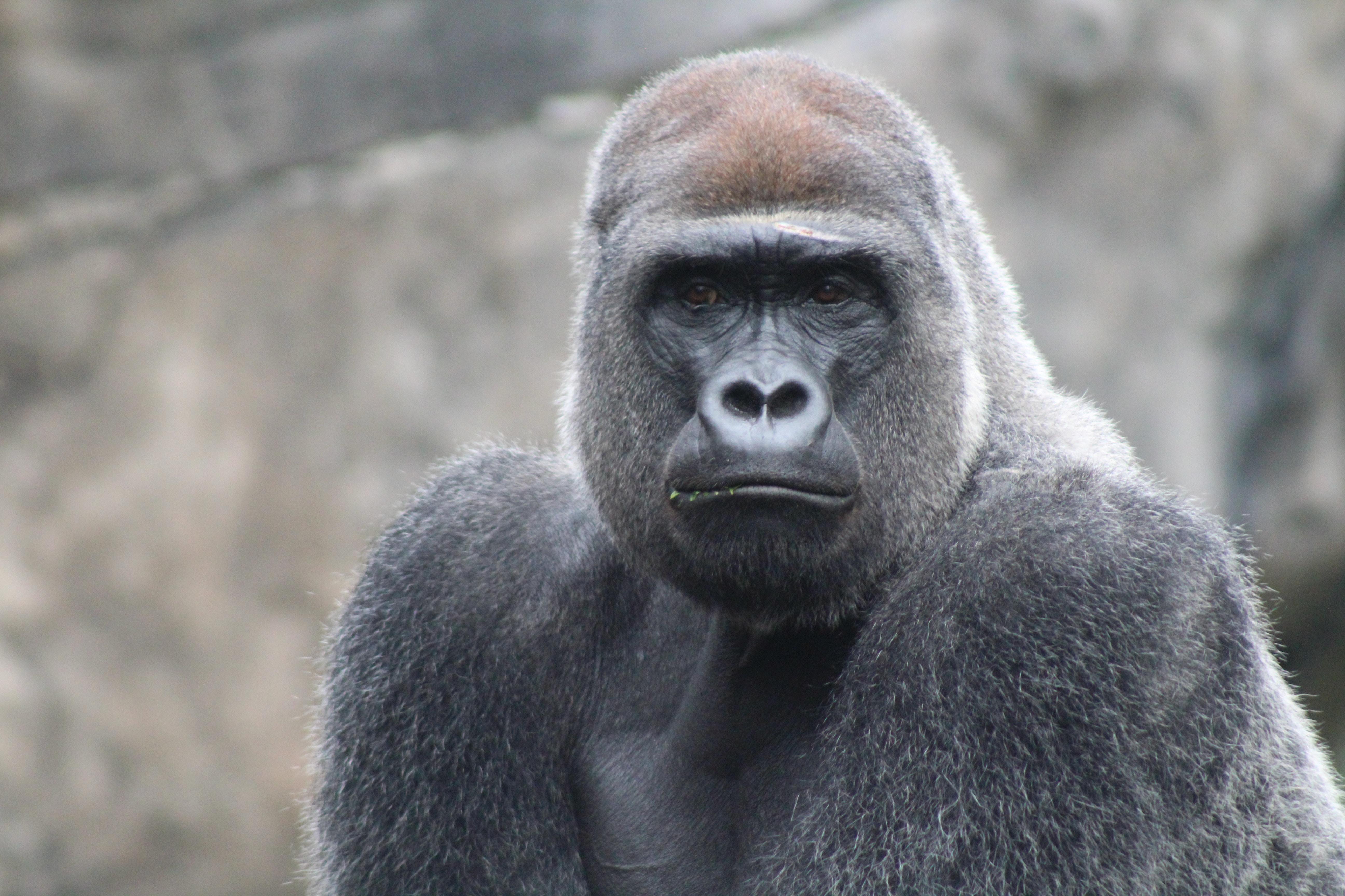 Gorila es capturado en video caminado como un humano
