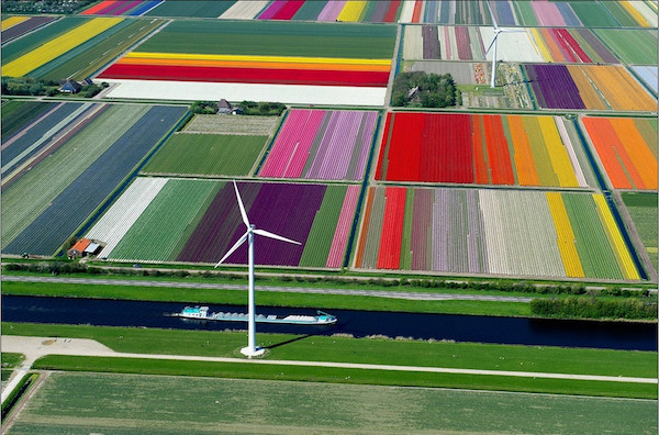 Vemos algo hermoso es una gran paleta de colores verdaderamente es  campos de tulipanes de muchos tipos de flores bellamente sembrados