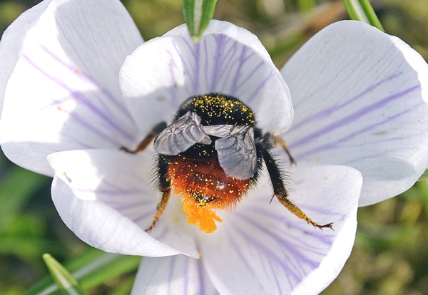 Tenemos una hermosa flor blanca dentro de ella una abeja se posa para tomar su nectar