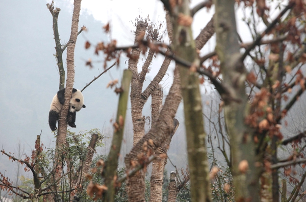 Vemos a un hermoso panda en medio de unos arboles con poca vegetación dormitando alli