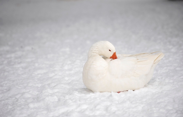 Un lindo pato blanco encima de la nieve blanca que cae mucho