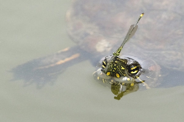 Una tortuga descansa en el agua y libelula se le posa tranquilamente 