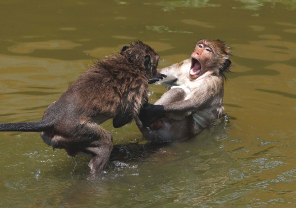 Dos monos retozan dentro del agua toman un baño se muy motivados