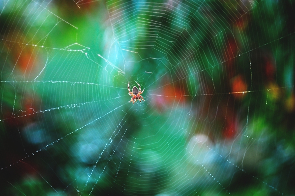 Una hermosa araña en su red que tejio la  cual tiene hermosos varios colores  