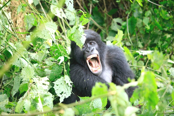 Vemos a un gorila que en medio de la selva muestra sus dientes a otros gorilas