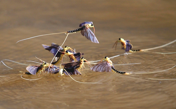 Vemos a unos insectos muy grandes que nadan en grupo en el rio
