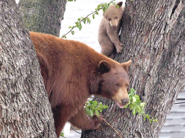 UNa madre osa y su cria estan en un arbol y el oso pequeño mira para ver como va a bajar