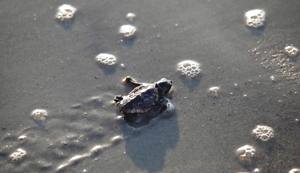 Vemos una pequeña tortuga que corre hacia  la playa en marea baja