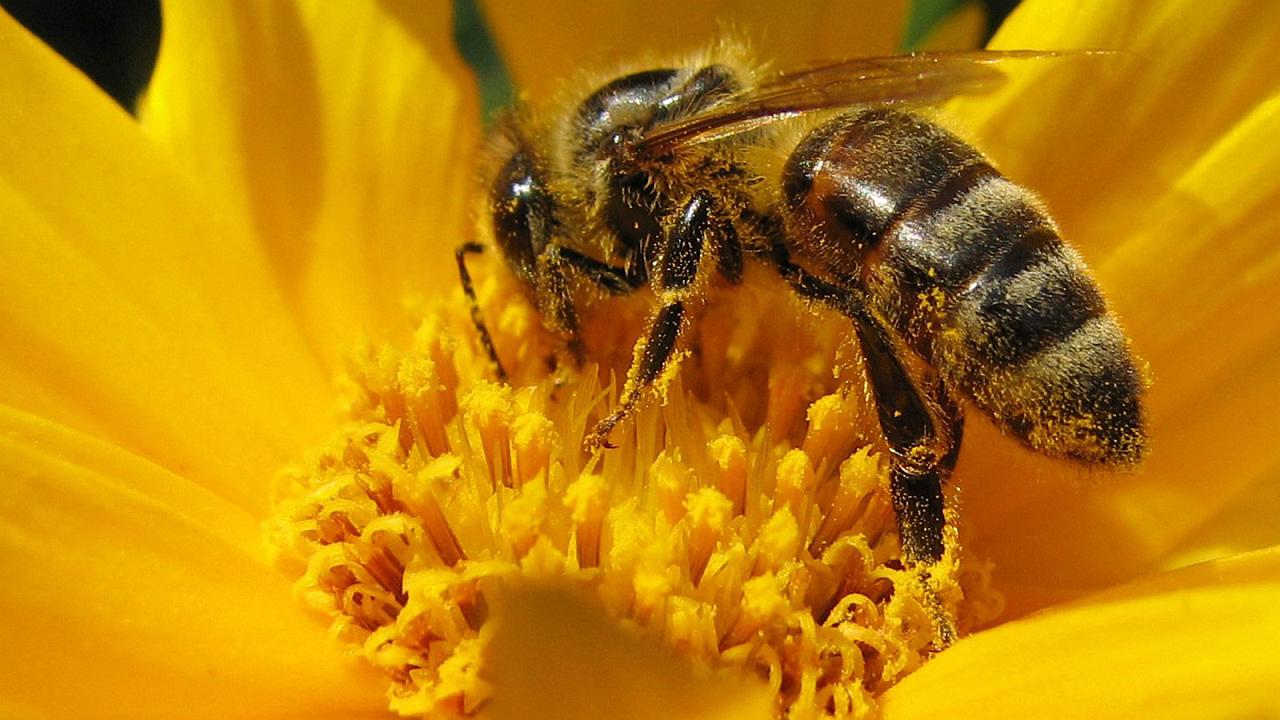 Lección de una abeja