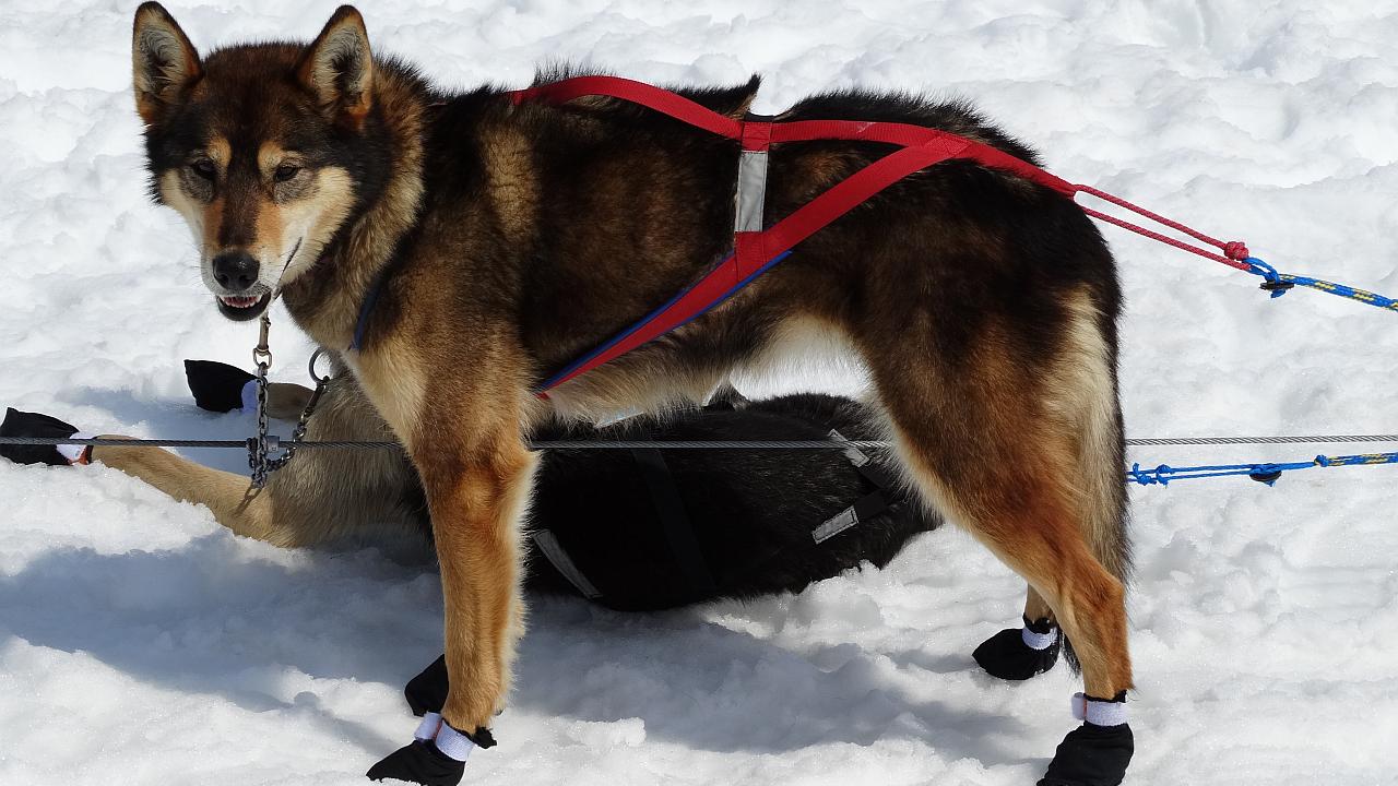 Lo que pueden sufrir sus mascotas en Alaska
