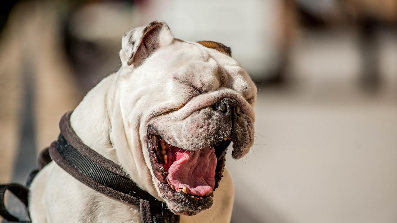 Un estudio británico demuestra que si tu bostezas, tu perro bosteza